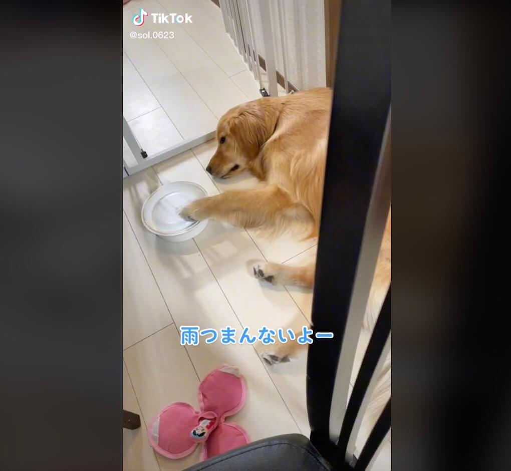 ゴールデンレトリーバー,動画