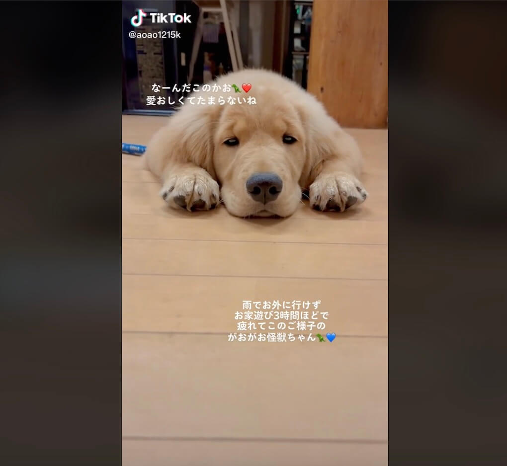 ゴールデンレトリーバー,動画