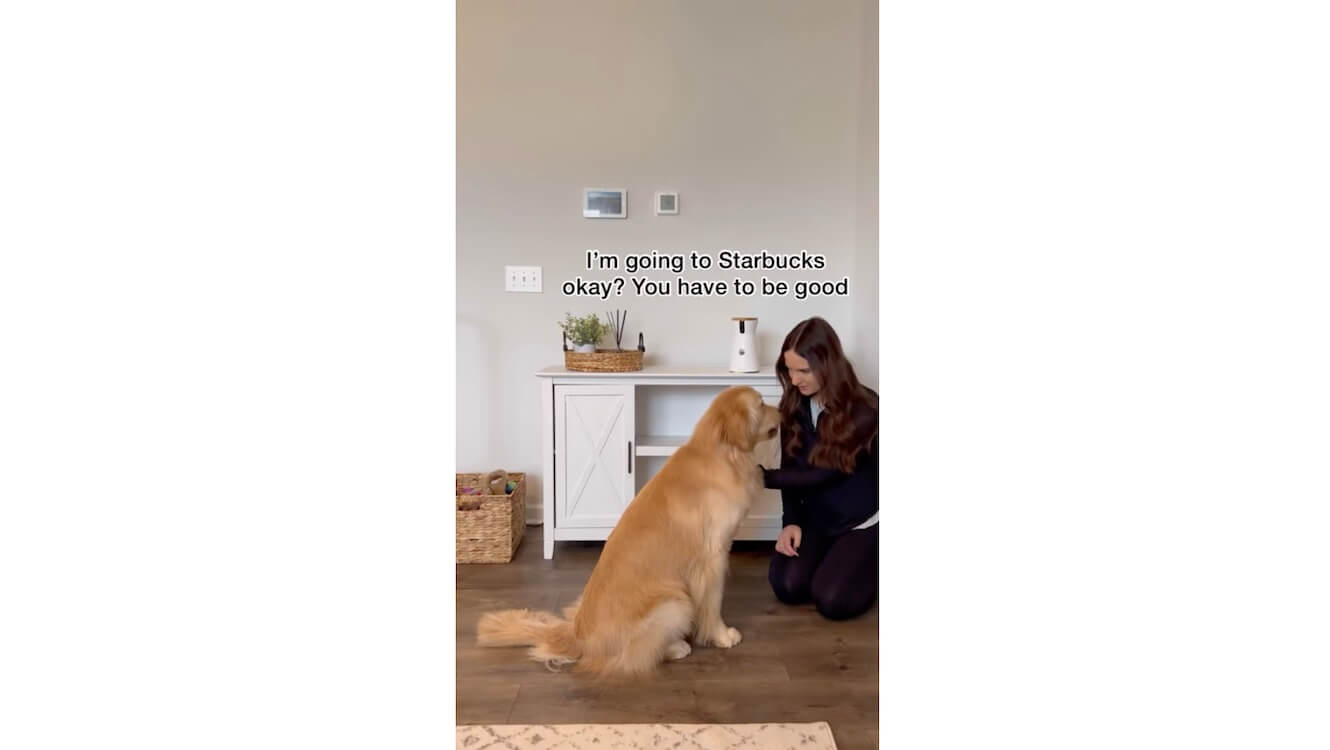 ゴールデンレトリーバー,動画