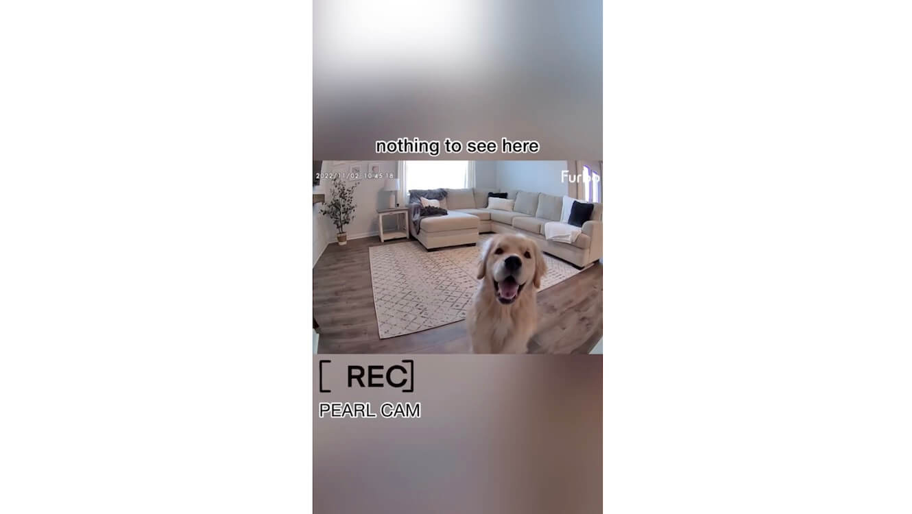 ゴールデンレトリーバー,動画