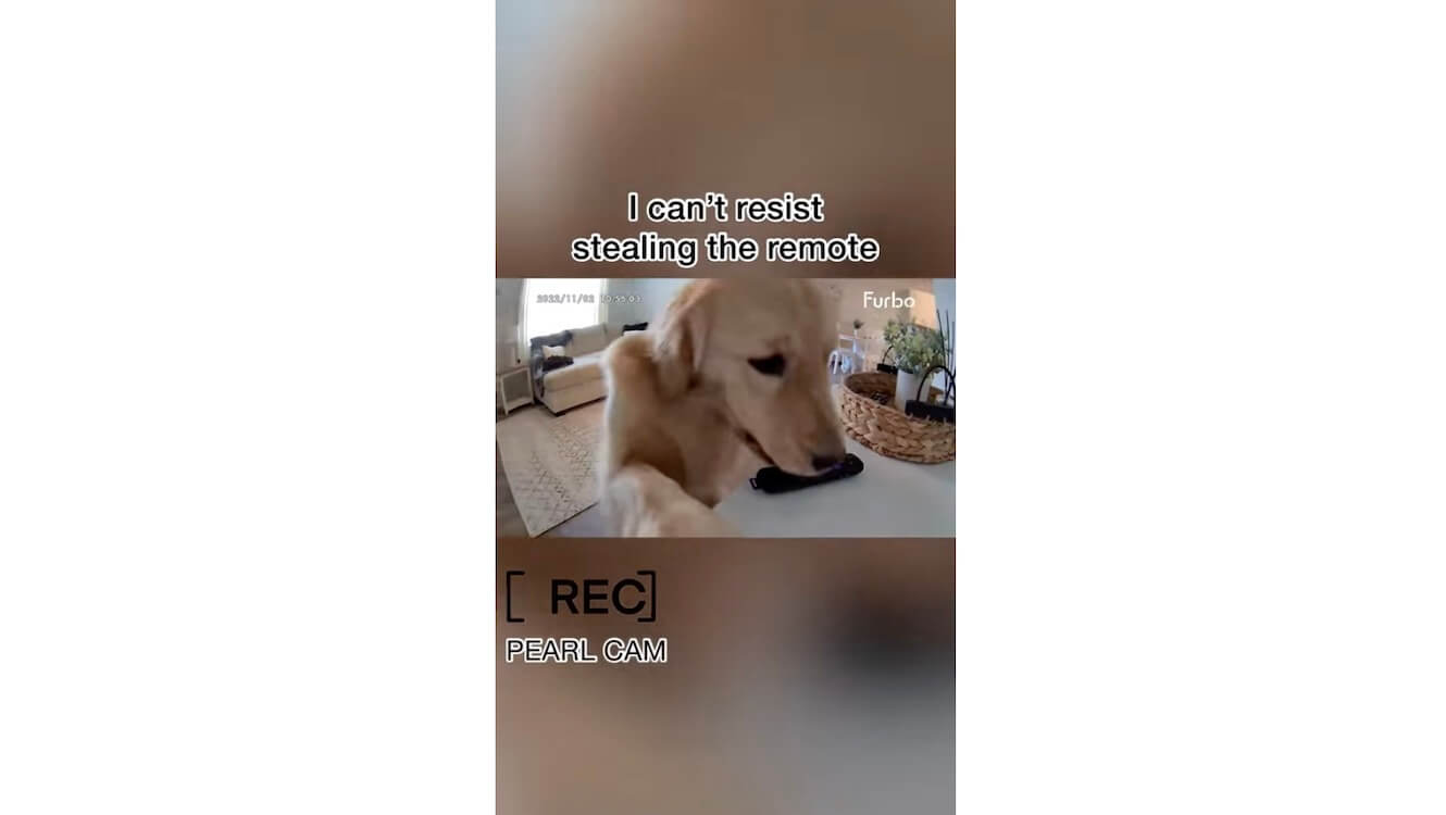 ゴールデンレトリーバー,動画