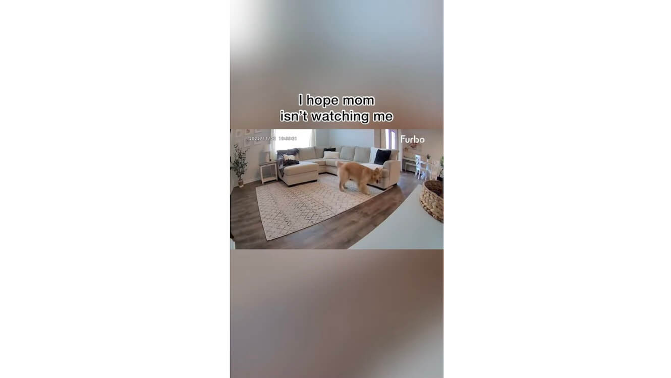 ゴールデンレトリーバー,動画