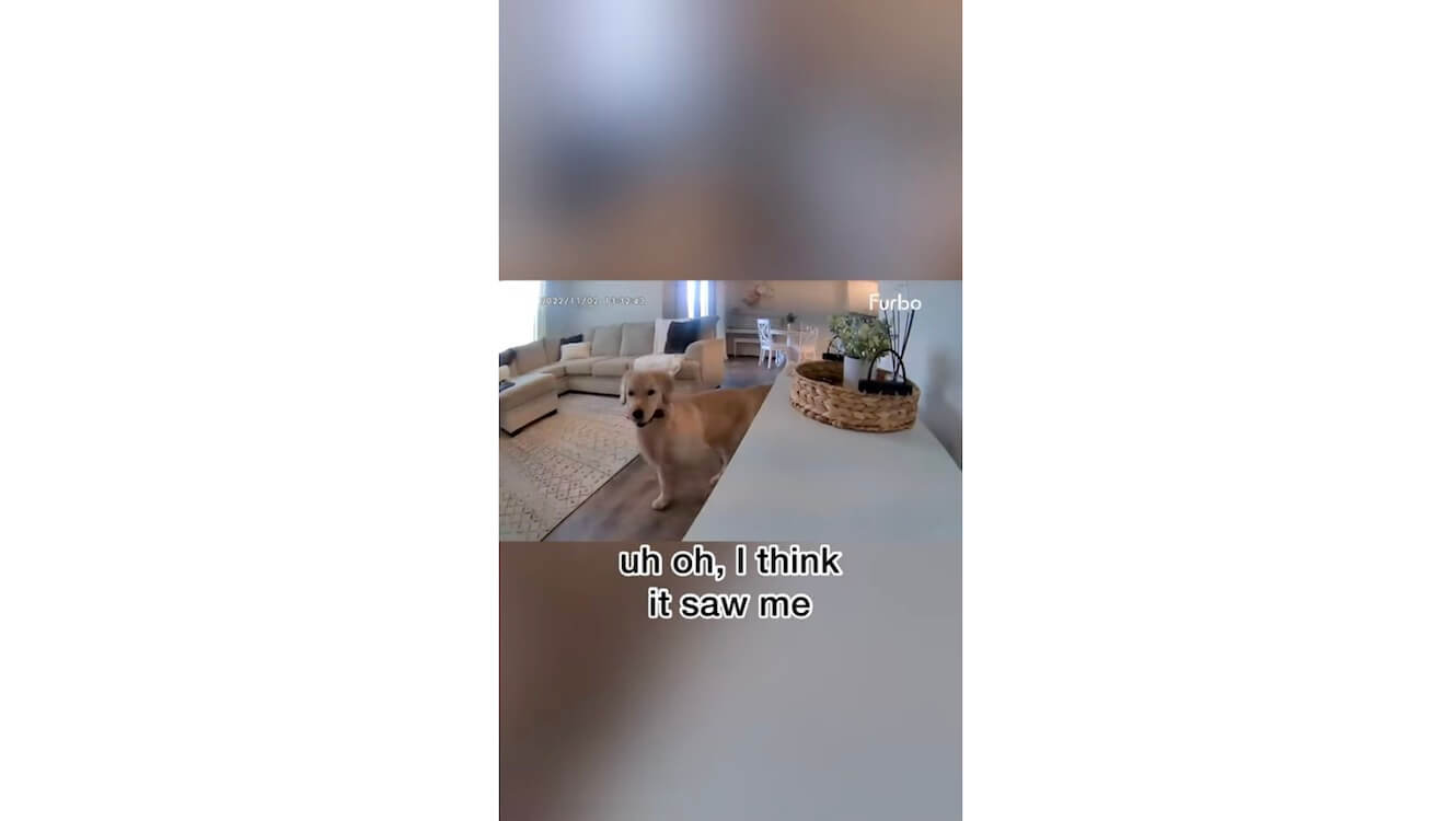 ゴールデンレトリーバー,動画