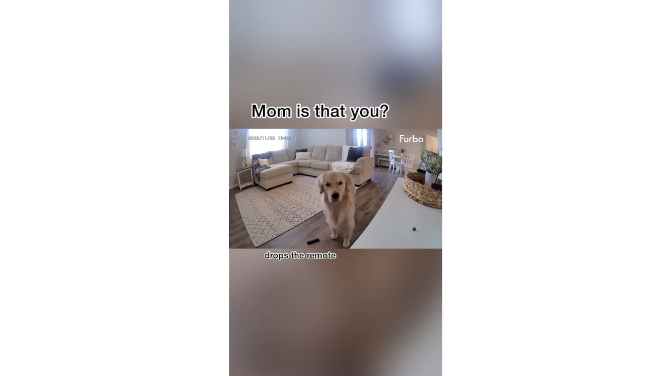 ゴールデンレトリーバー,動画