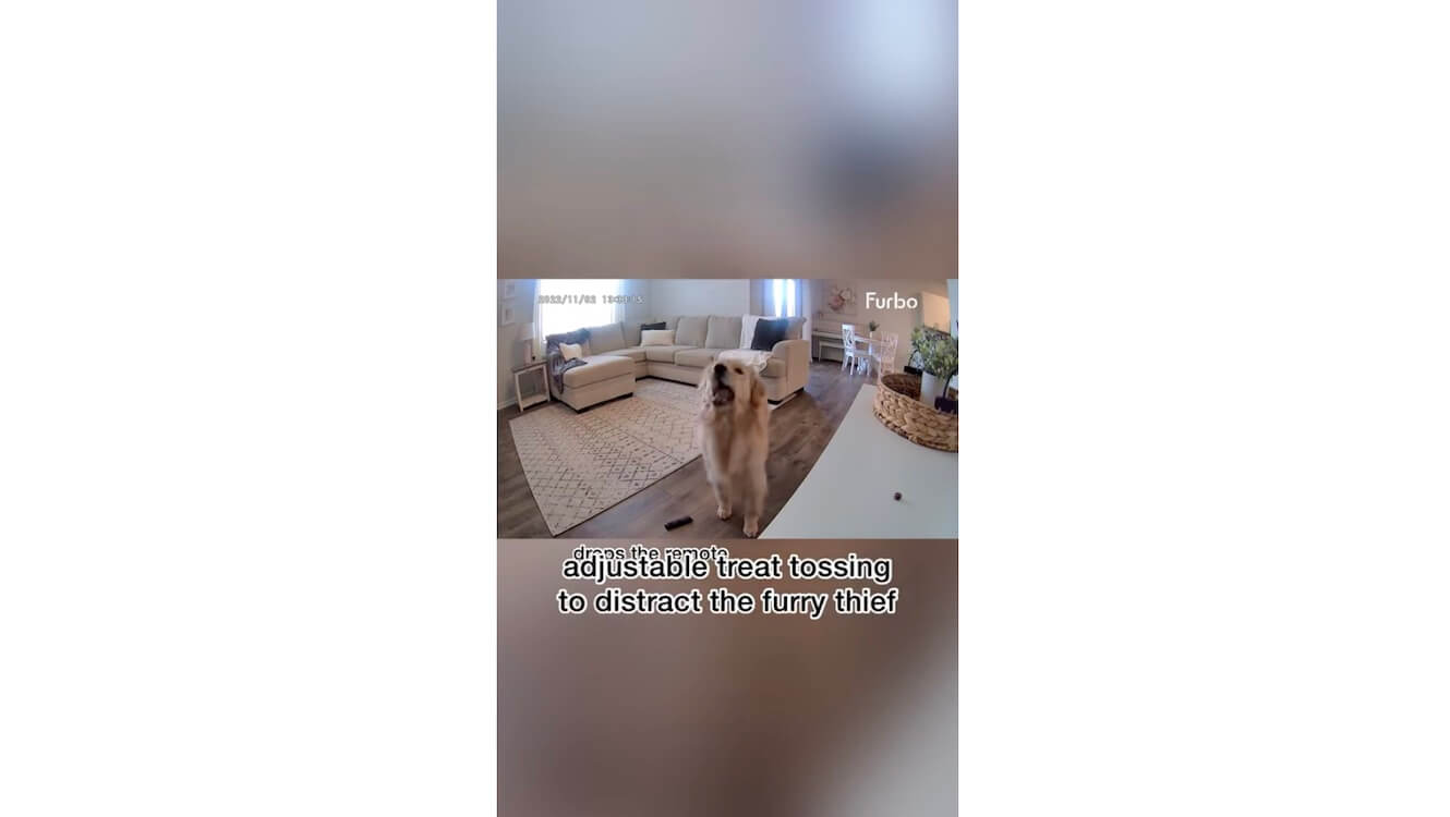 ゴールデンレトリーバー,動画