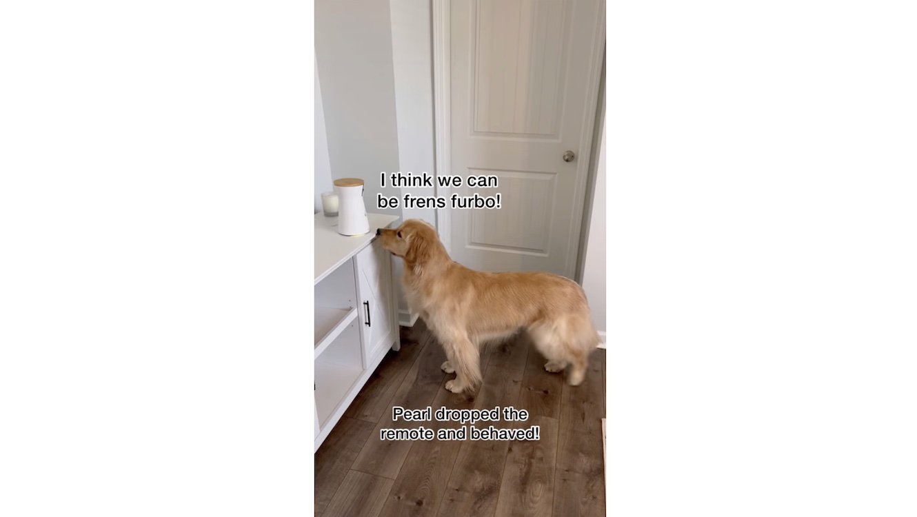 ゴールデンレトリーバー,動画