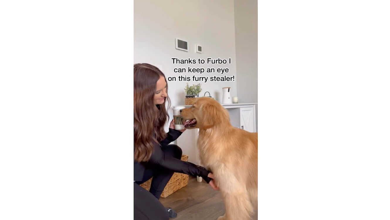 ゴールデンレトリーバー,動画