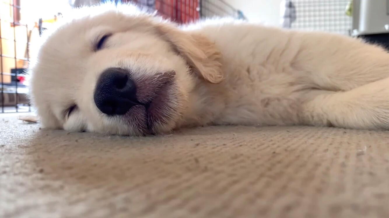 ゴールデンレトリーバー,動画