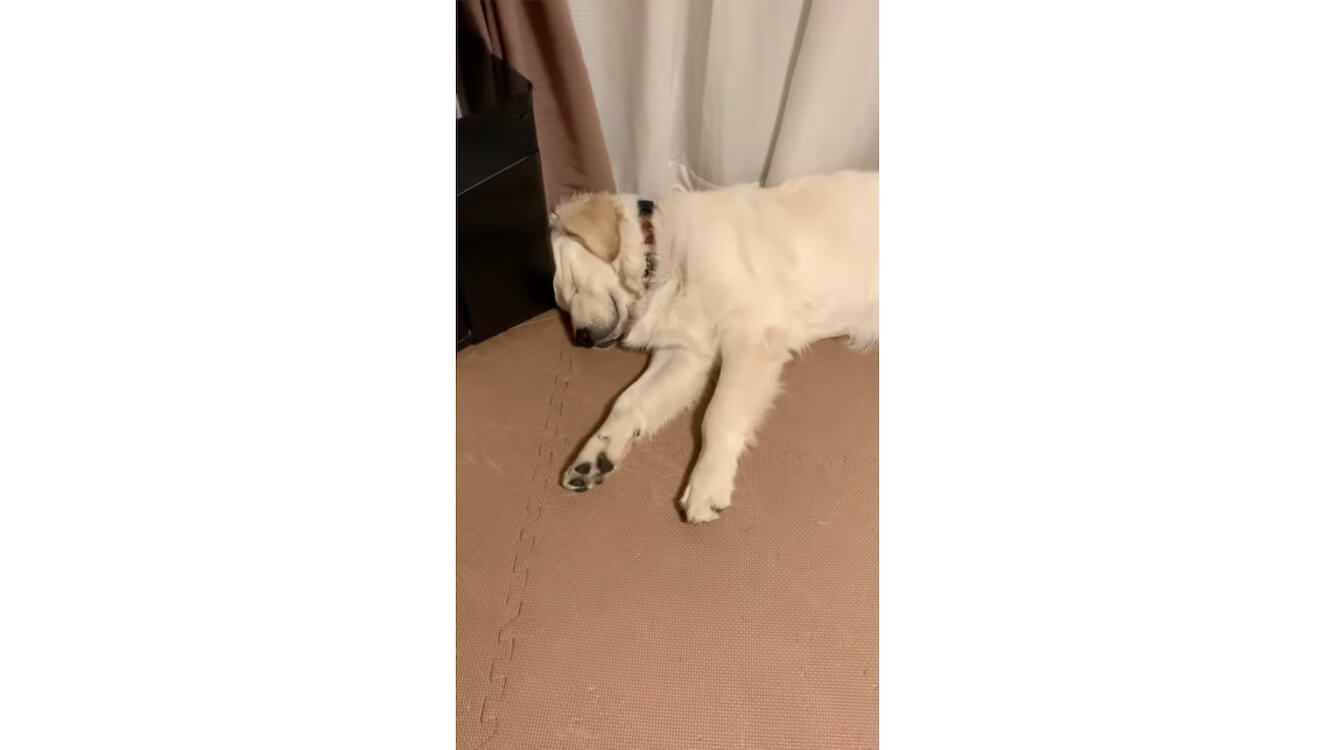 ゴールデンレトリーバー,動画