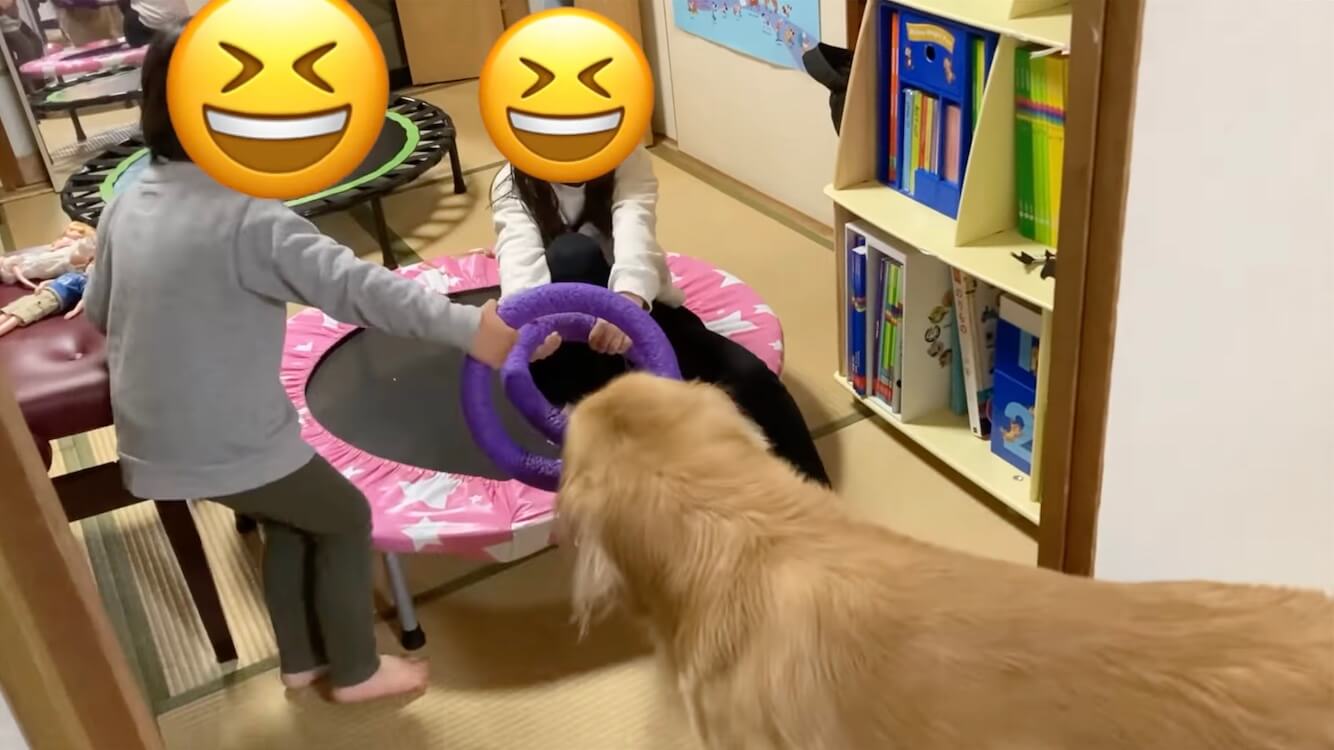 ゴールデンレトリーバー,動画