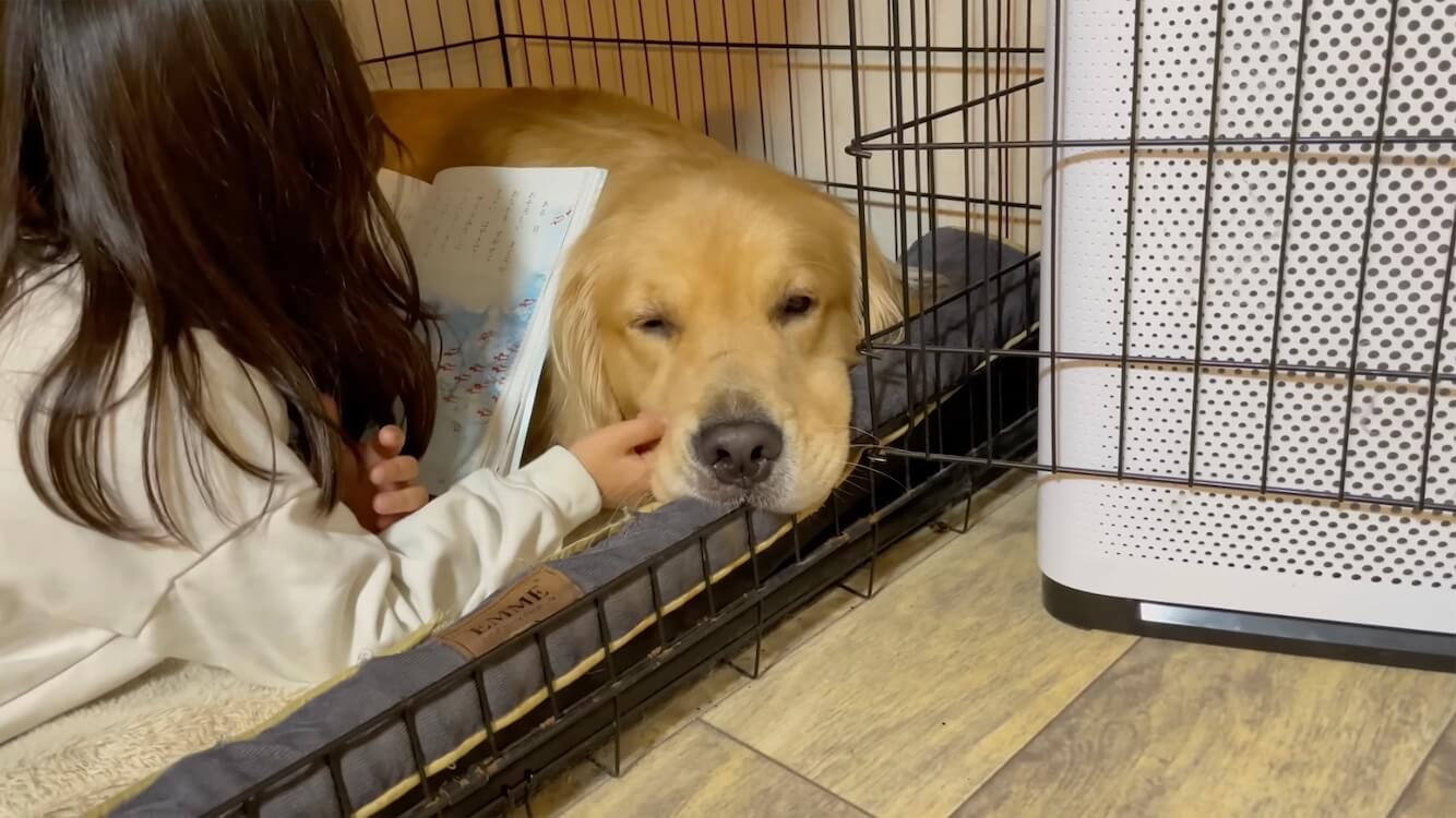 ゴールデンレトリーバー,動画