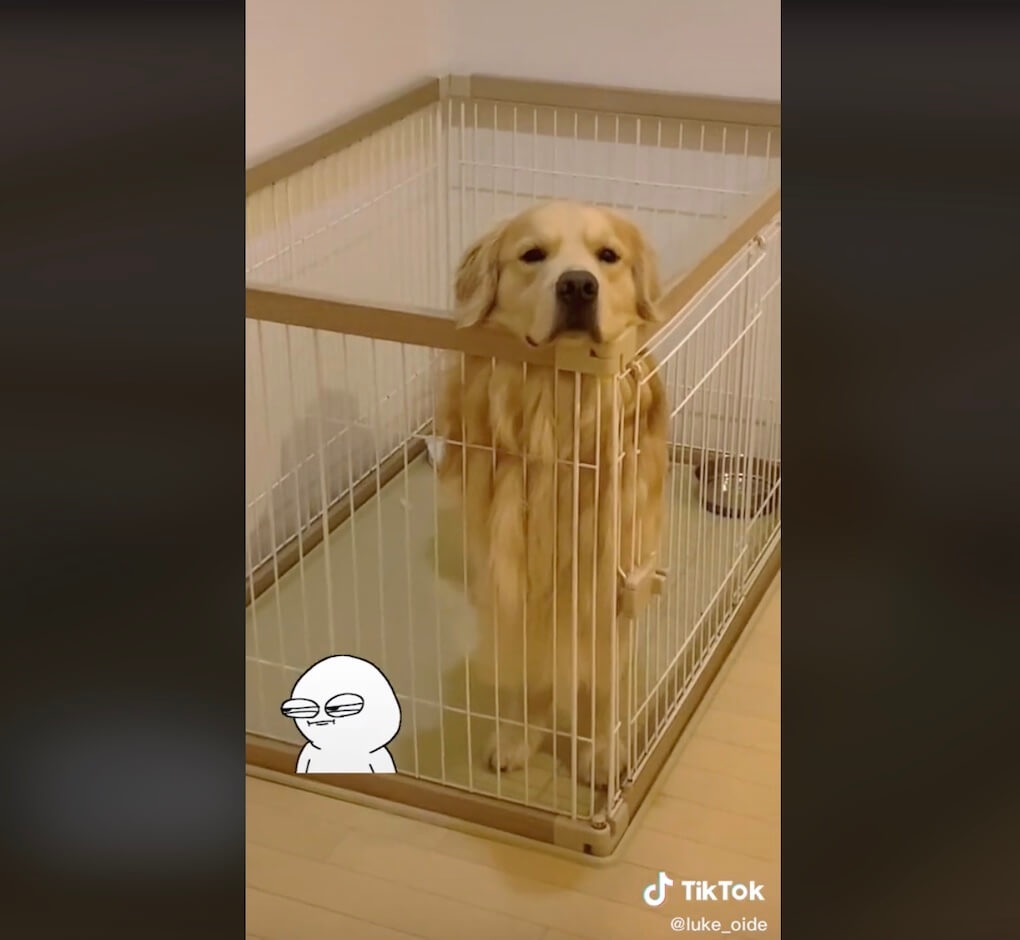 ゴールデンレトリーバー,動画