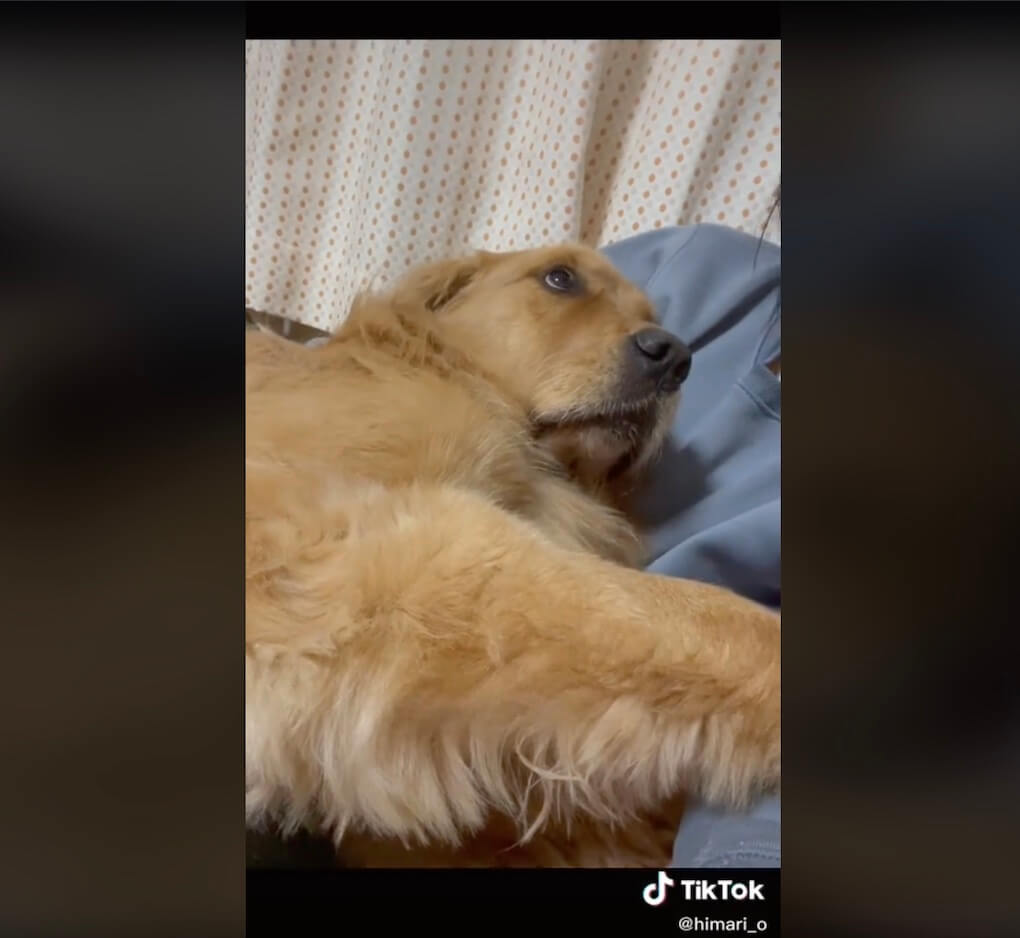 ゴールデンレトリーバー,動画