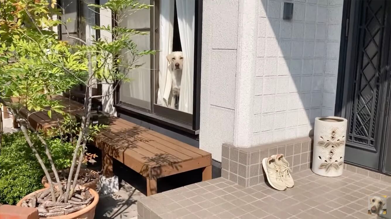 ラブラドールレトリーバー,動画