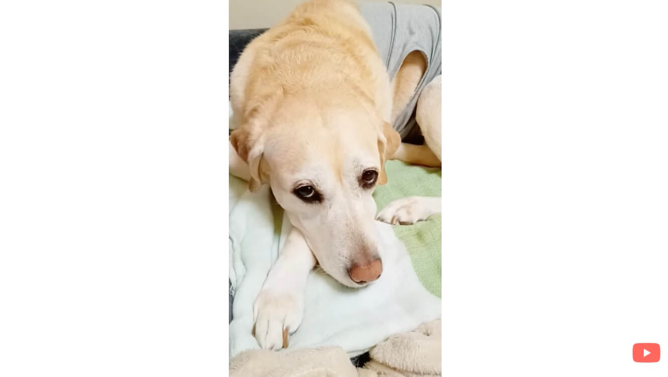 ラブラドールレトリーバー,動画