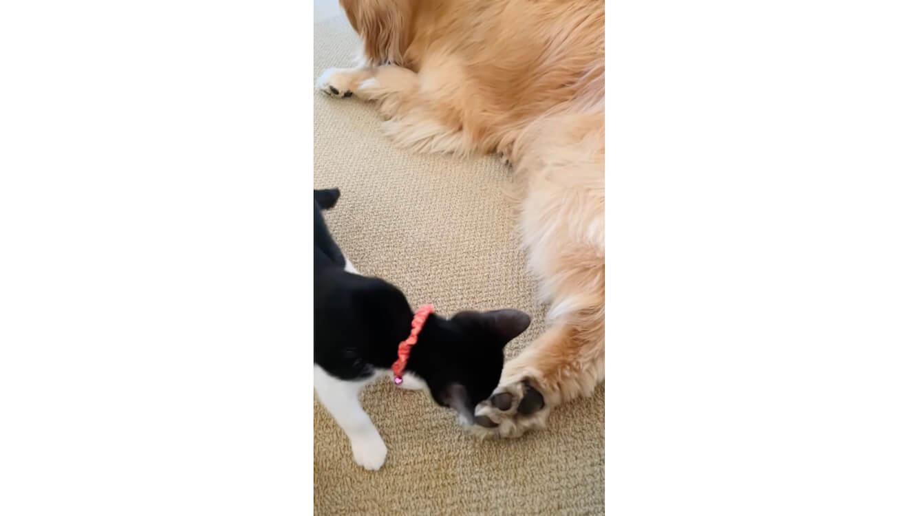 ゴールデンレトリーバー,動画