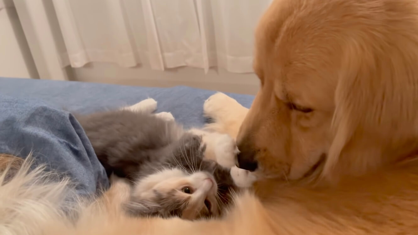 ゴールデンレトリーバー,動画