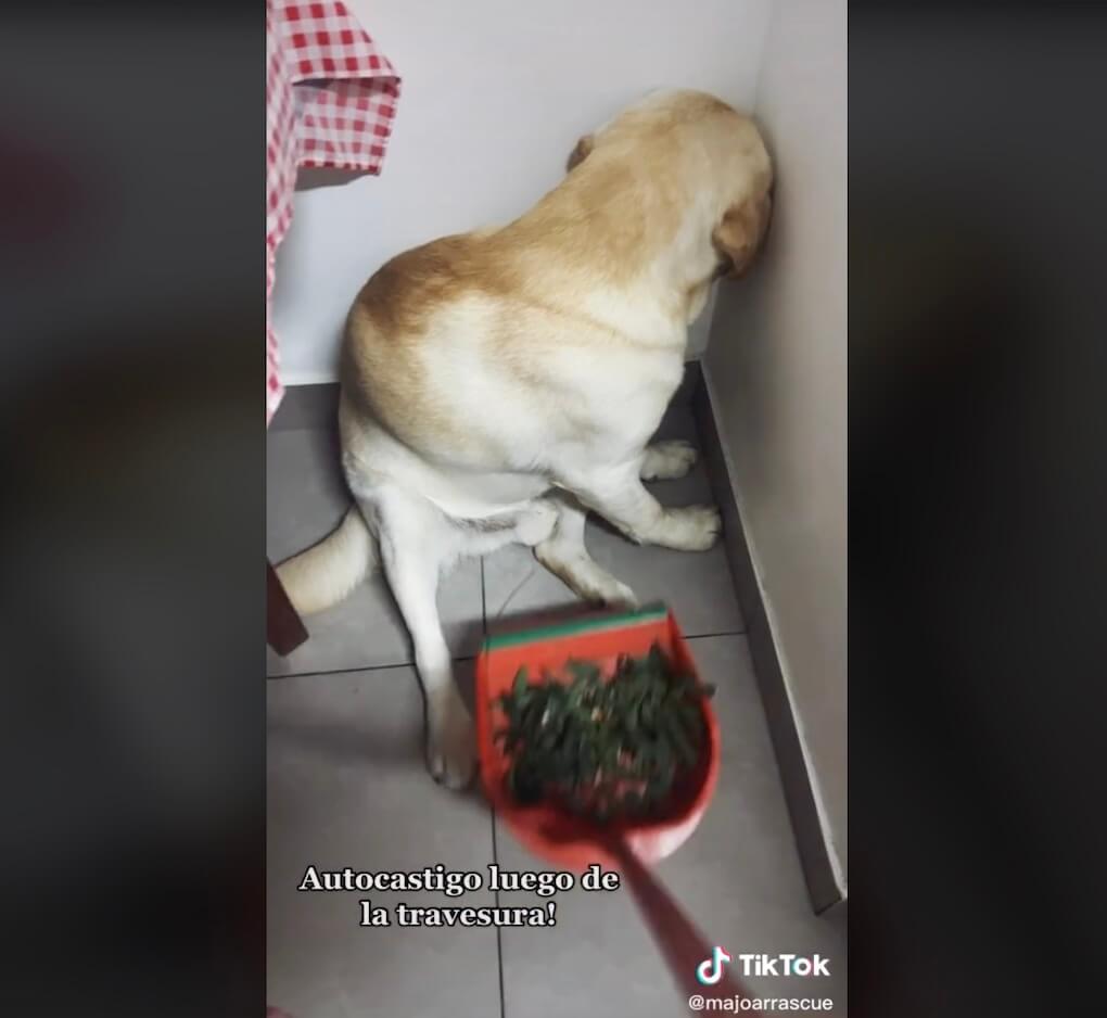 ラブラドールレトリーバー,動画