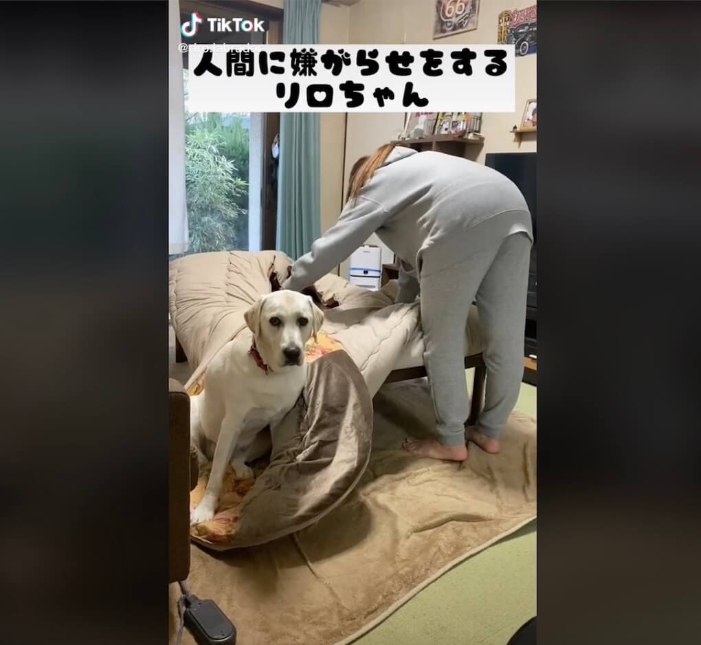 ラブラドールレトリーバー,動画