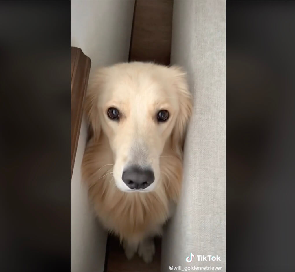 ゴールデンレトリーバー,動画