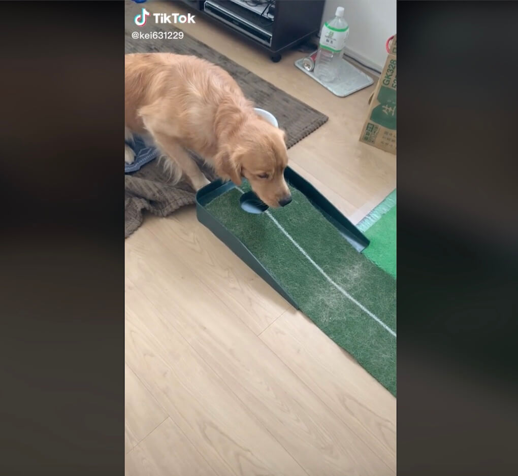 ゴールデンレトリーバー,動画