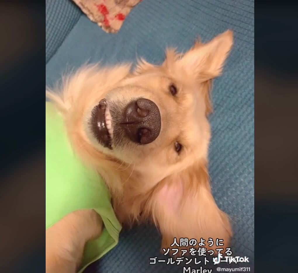 ゴールデンレトリーバー,動画