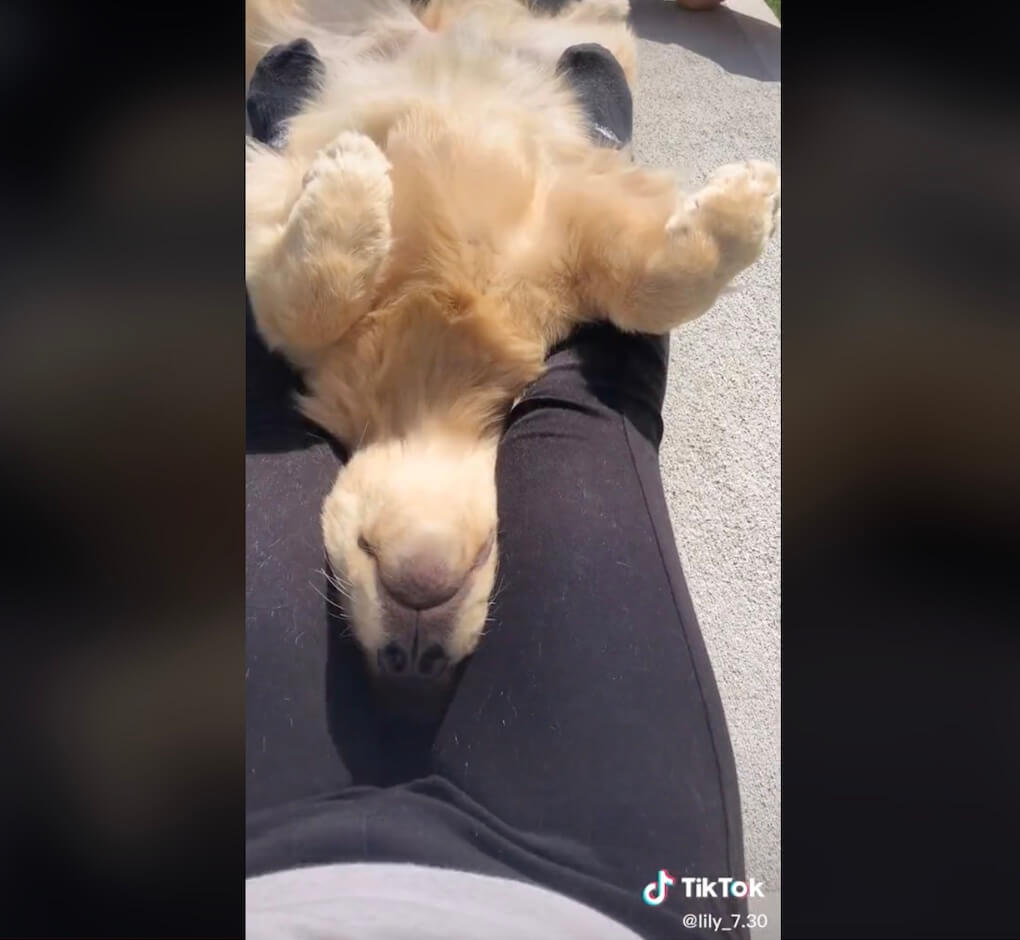 ゴールデンレトリーバー,動画