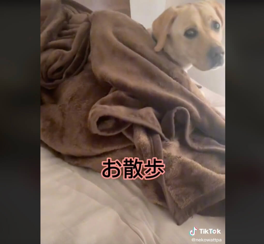 ラブラドールレトリーバー,動画