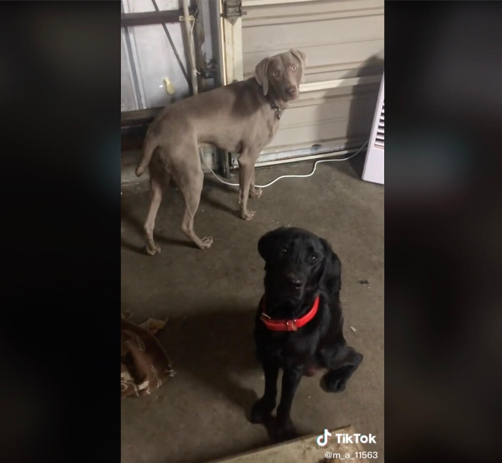 ラブラドールレトリーバー,動画