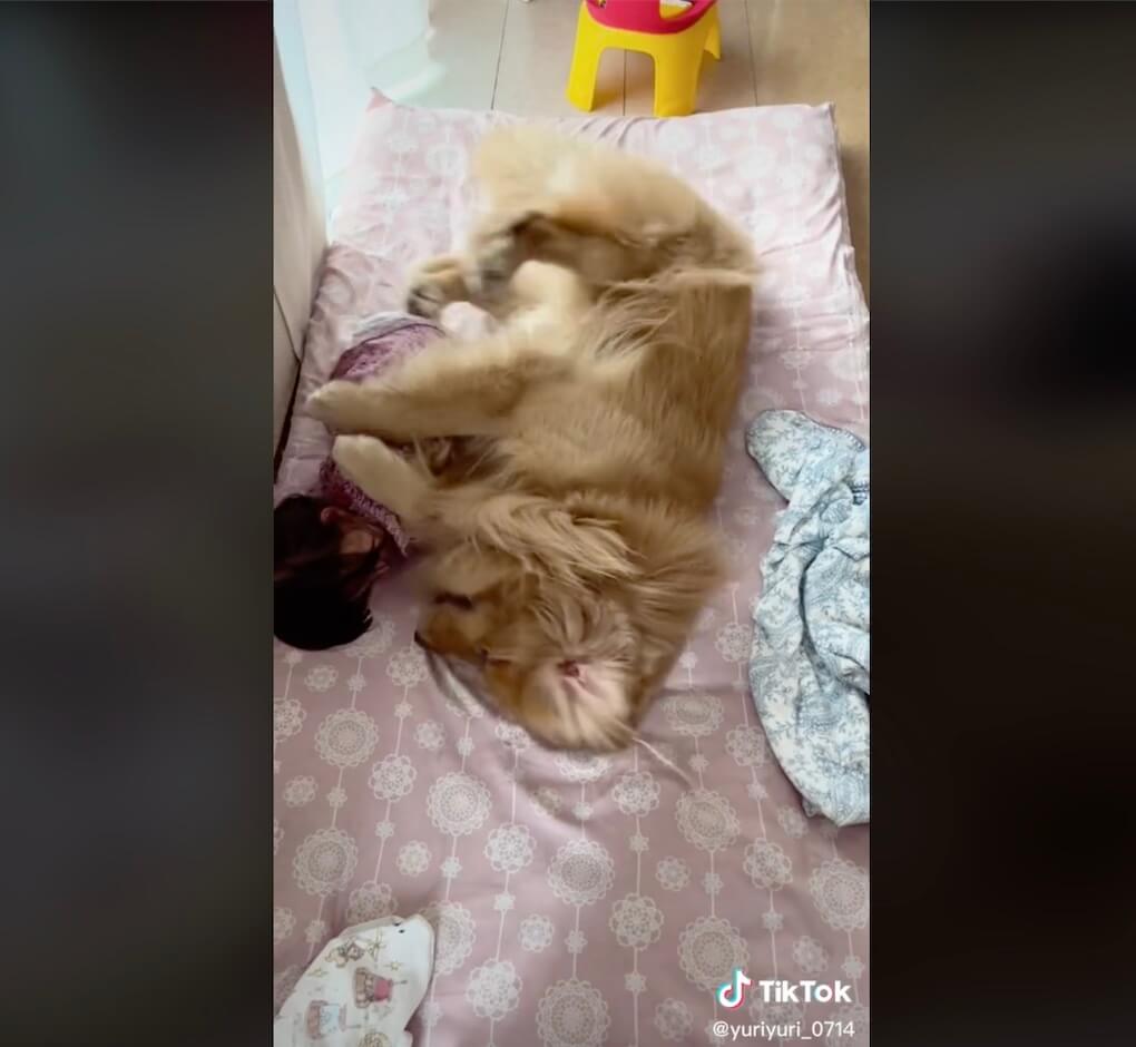 ゴールデンレトリーバー,動画