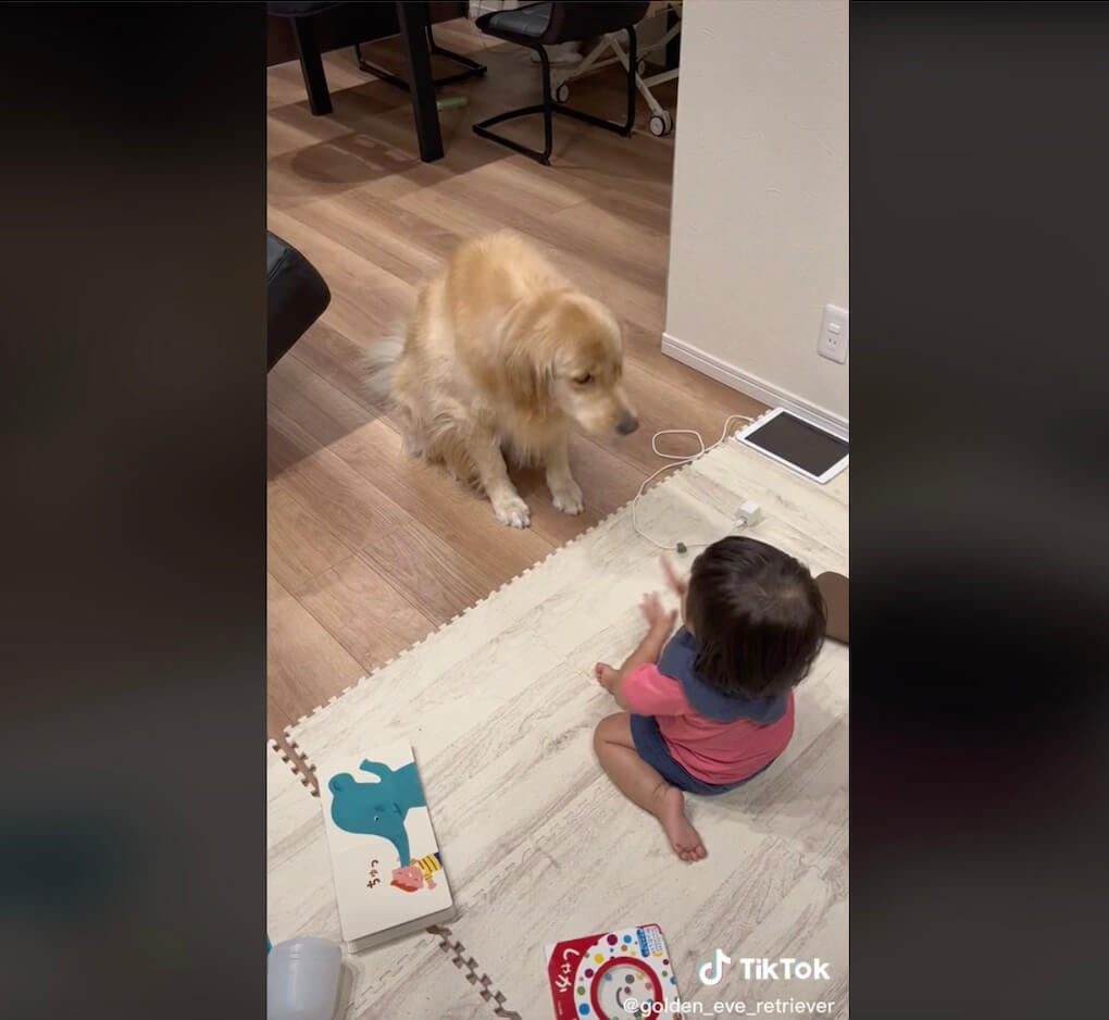 ゴールデンレトリーバー,動画