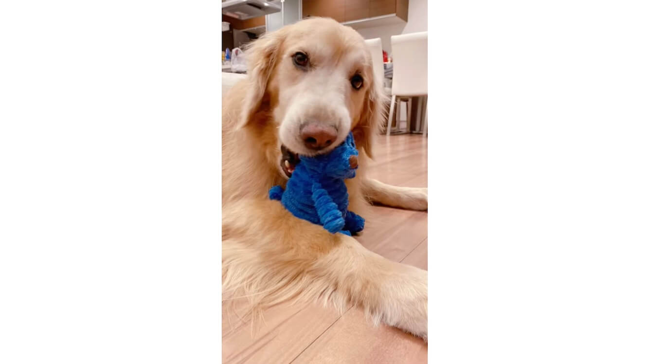 ゴールデンレトリーバー,動画