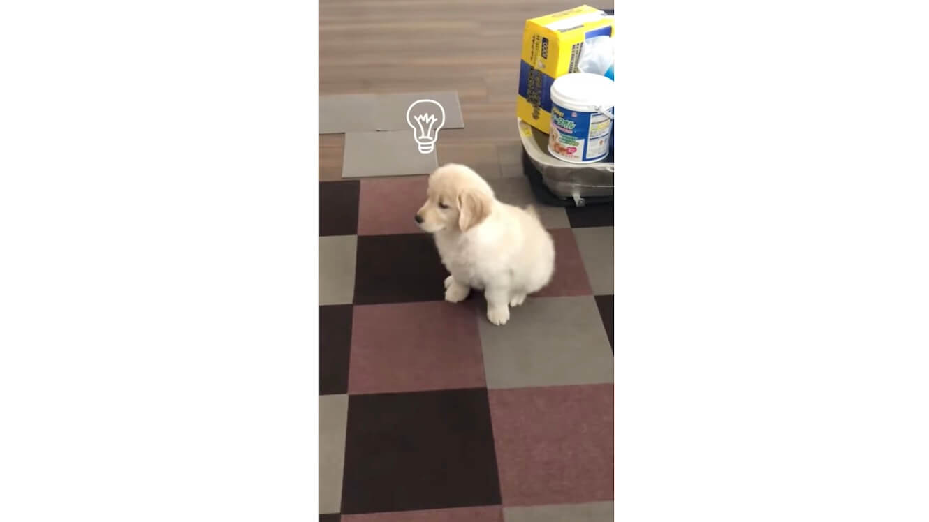 ゴールデンレトリーバー,動画