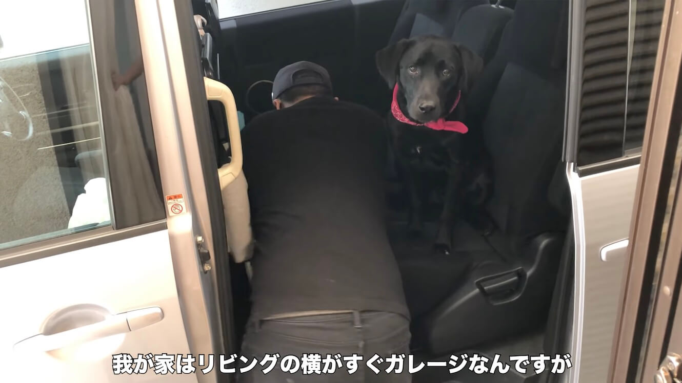 ラブラドールレトリーバー,動画