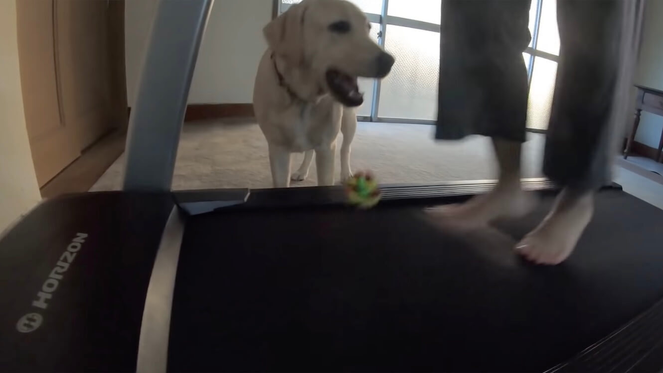 ラブラドールレトリーバー,動画