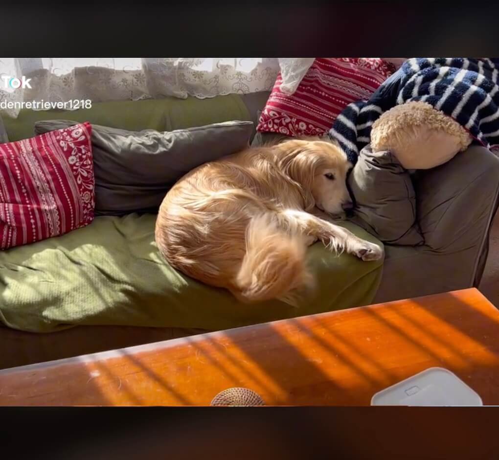 ゴールデンレトリーバー,動画