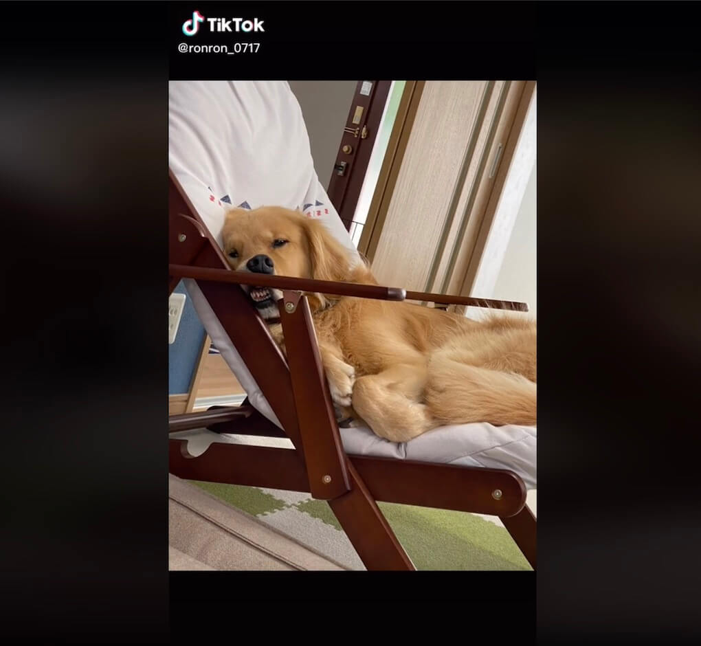 ゴールデンレトリーバー,動画