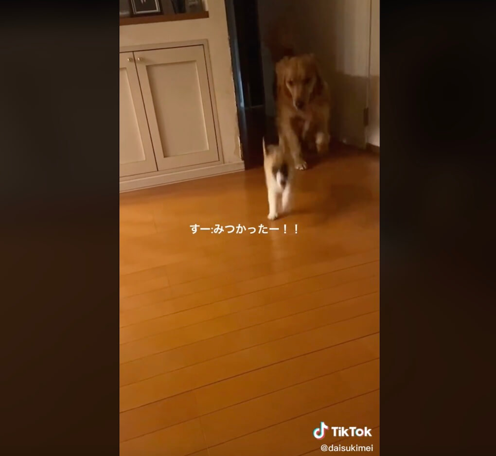 ゴールデンレトリーバー,動画