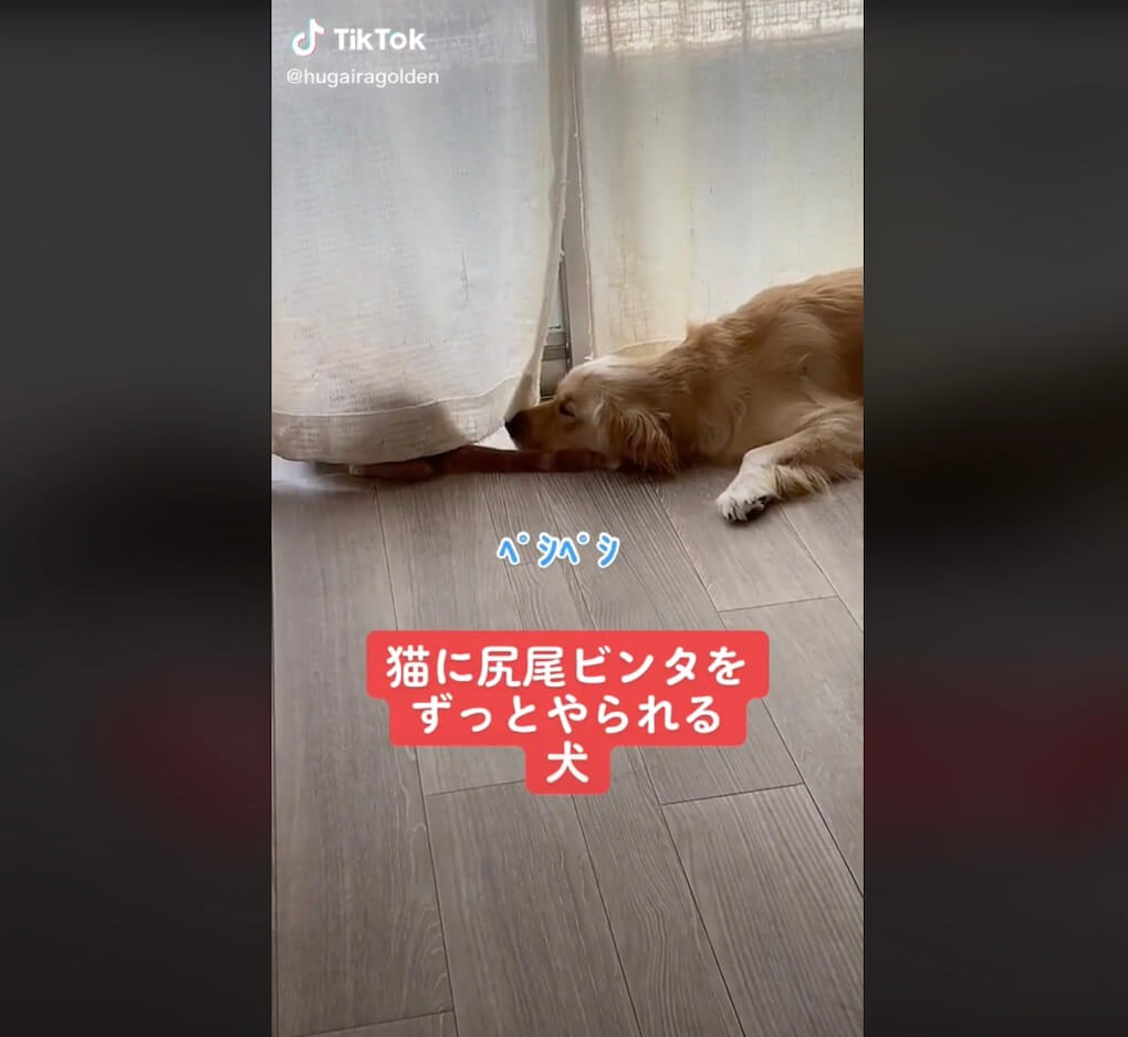 ゴールデンレトリーバー,動画