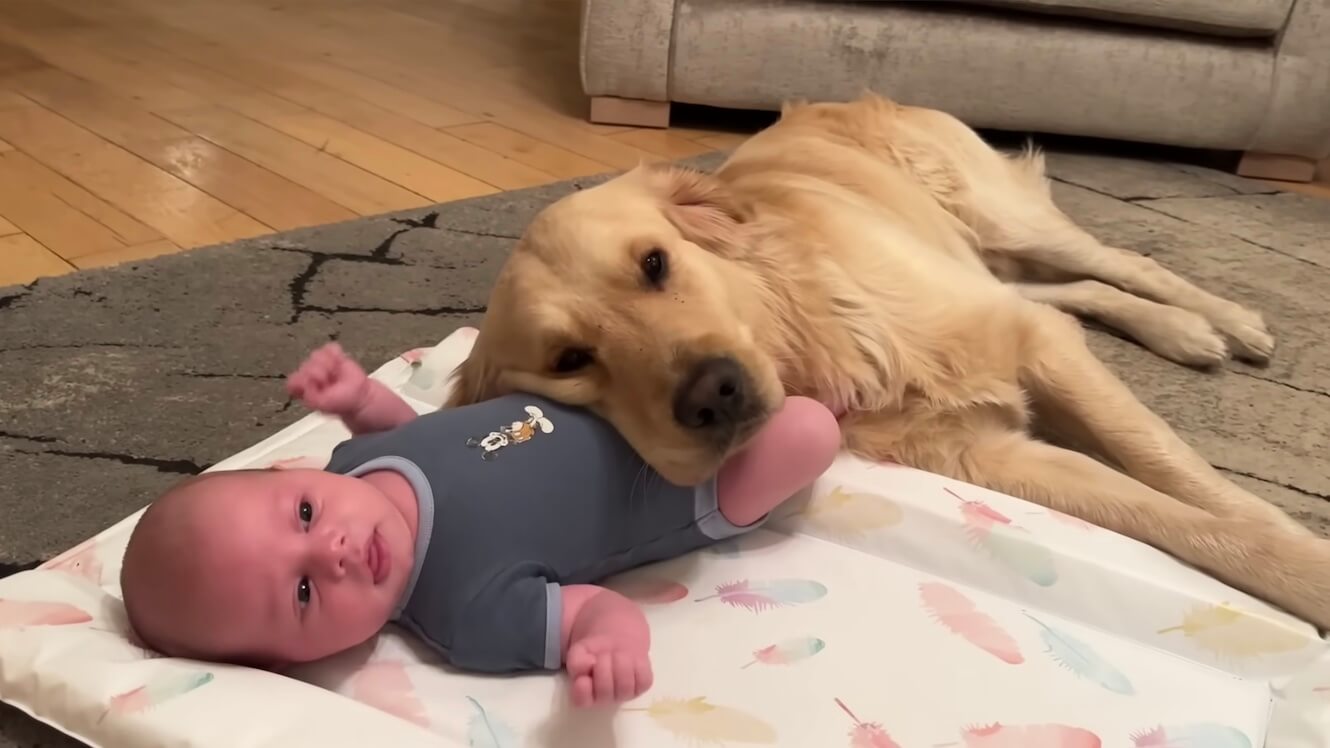 ゴールデンレトリーバー,動画