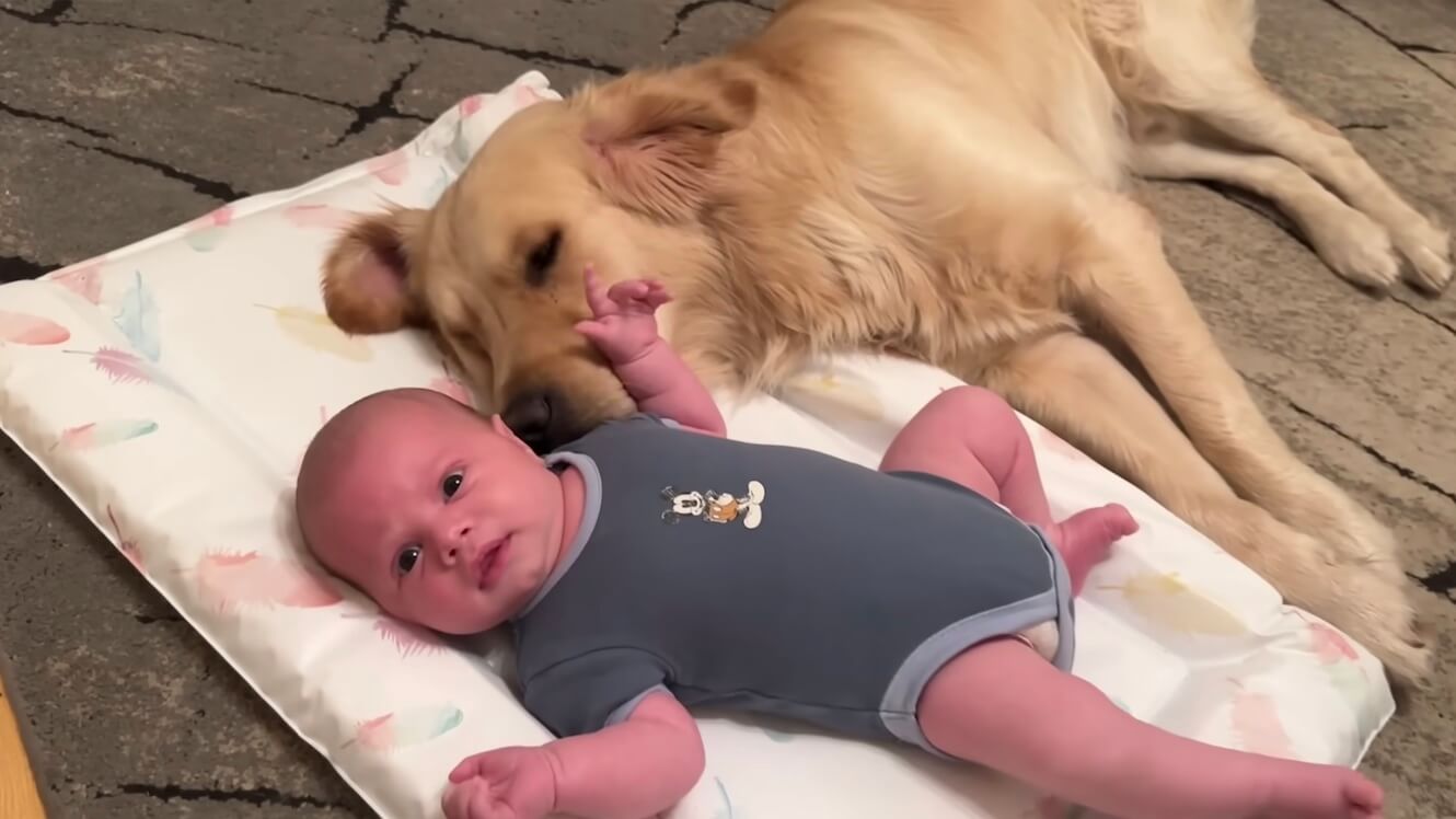 ゴールデンレトリーバー,動画