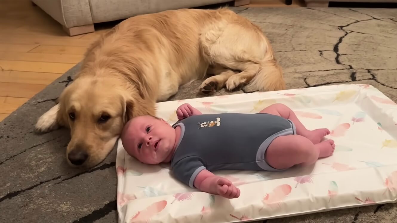 ゴールデンレトリーバー,動画