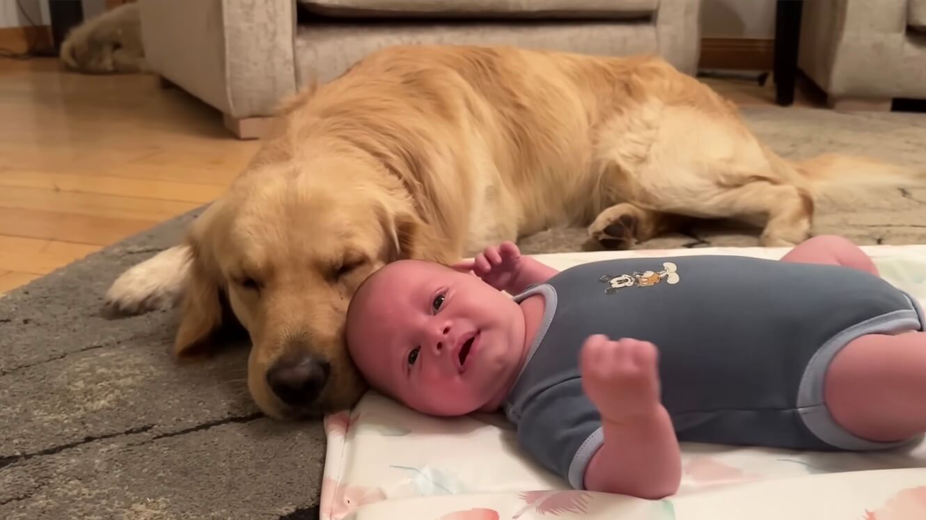 ゴールデンレトリーバー,動画