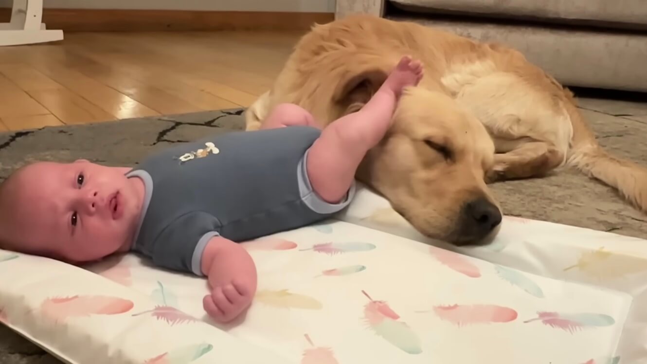 ゴールデンレトリーバー,動画