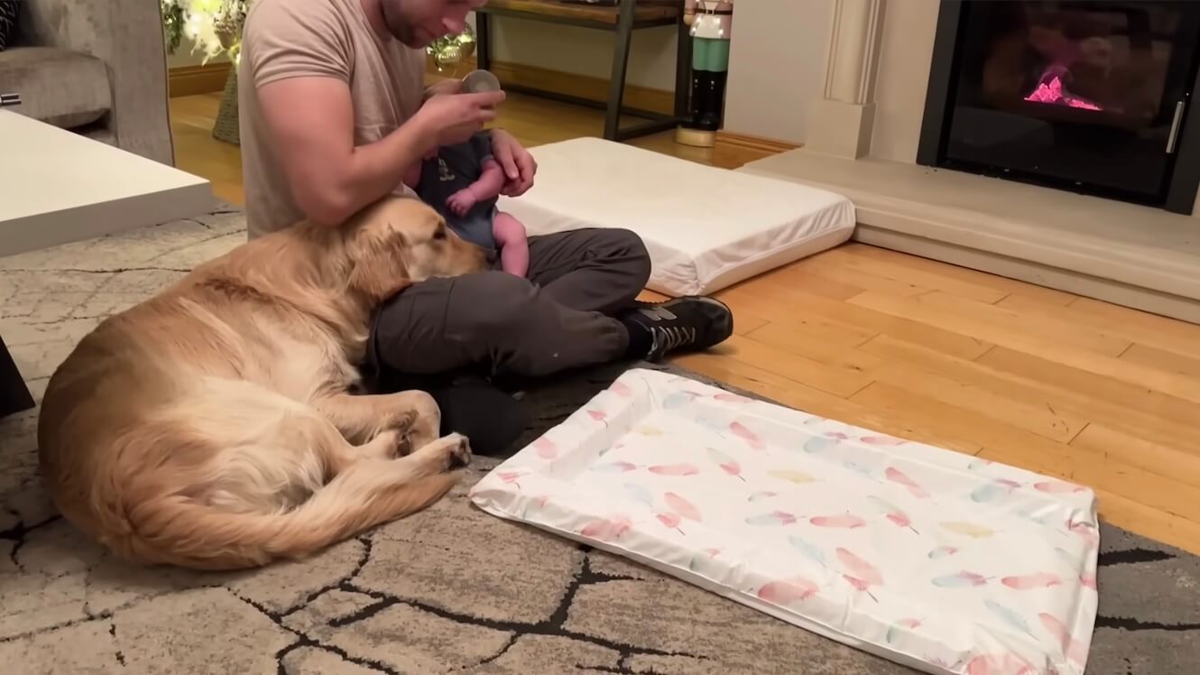 ゴールデンレトリーバー,動画