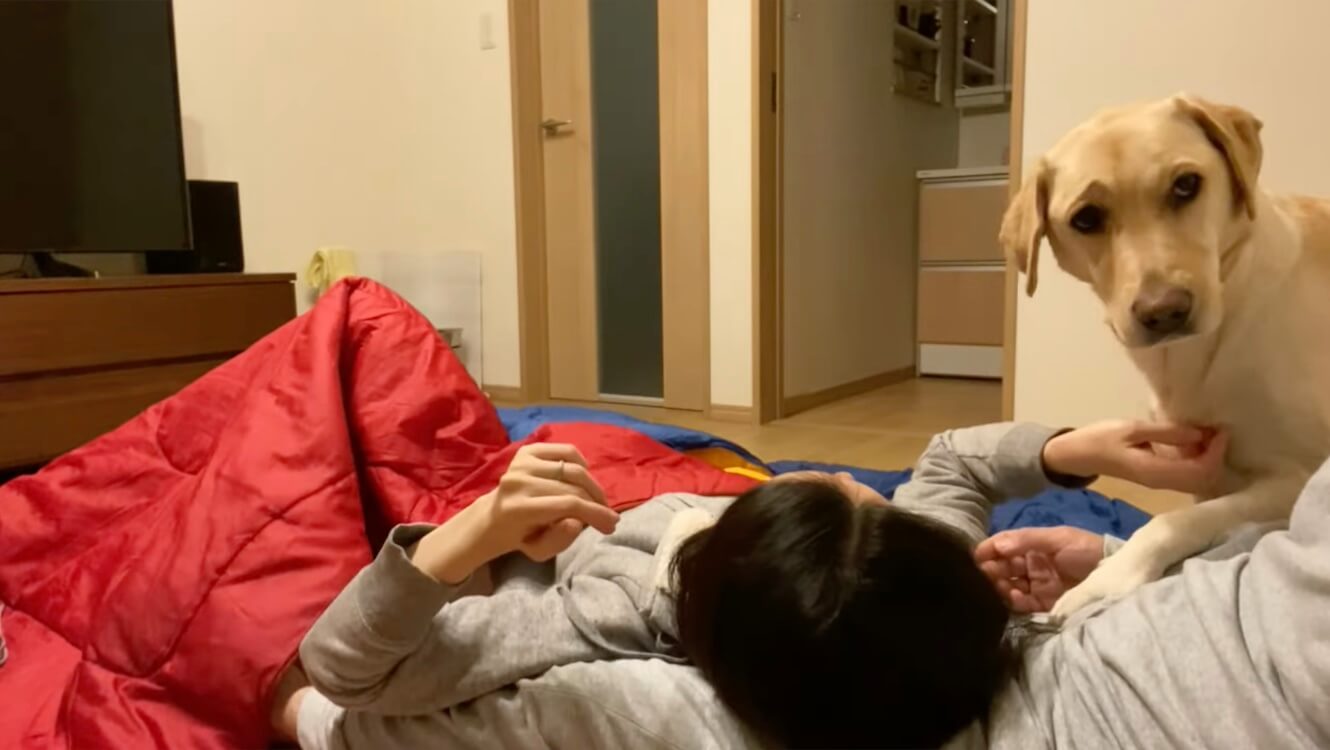 ラブラドールレトリーバー,動画