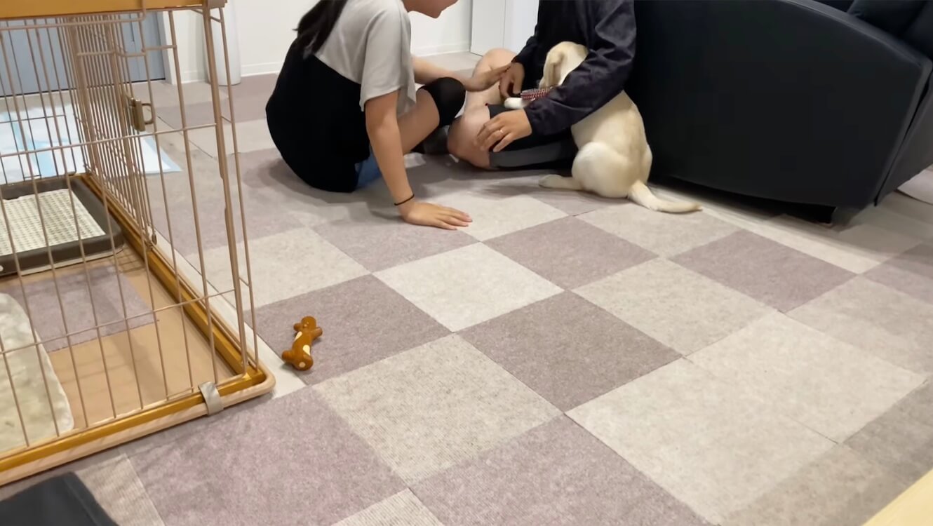 ラブラドールレトリーバー,動画