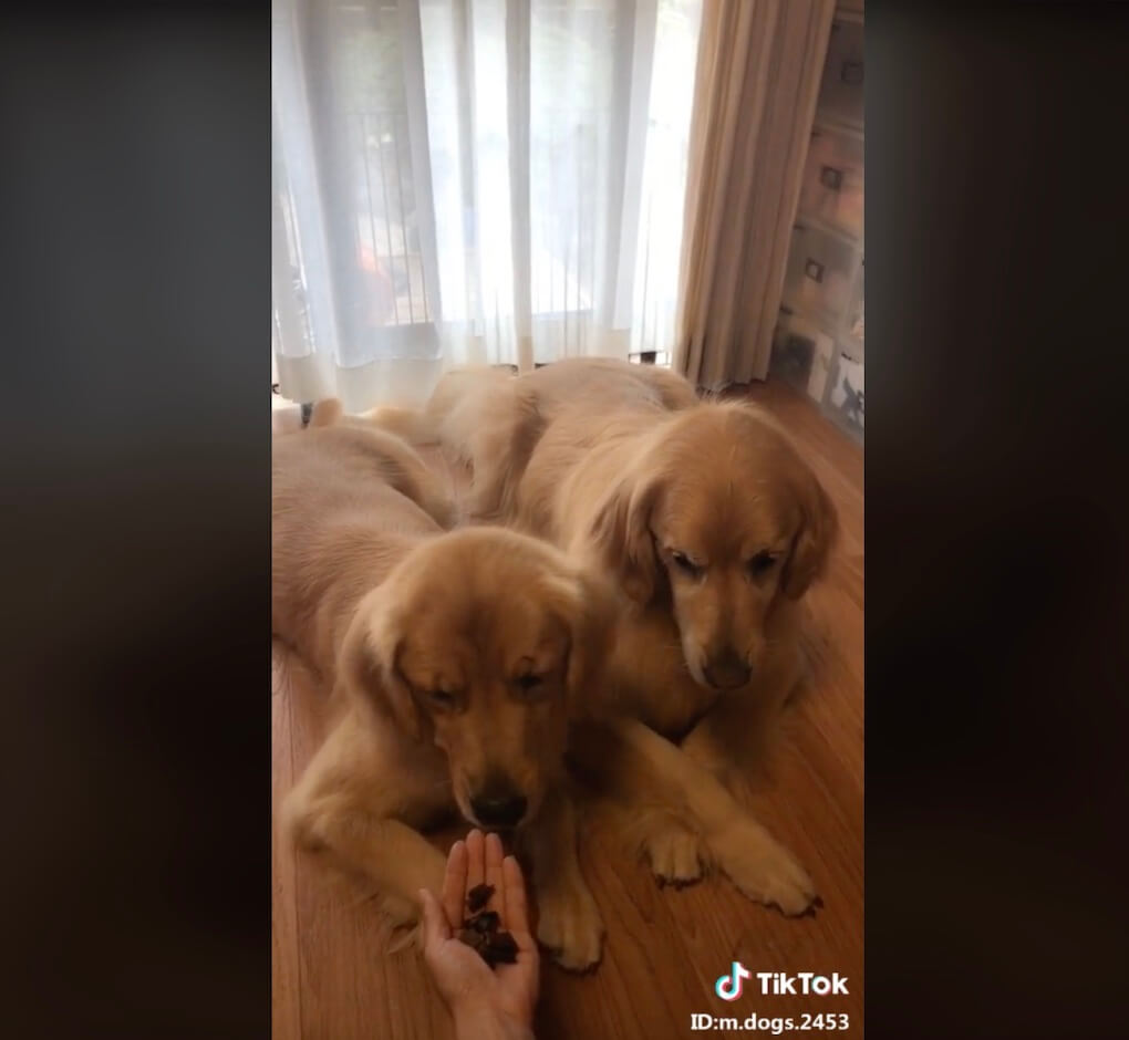 ゴールデンレトリーバー,動画