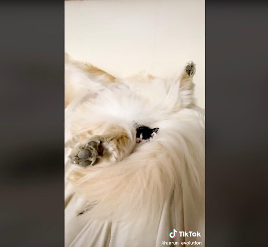 ゴールデンレトリーバー,動画