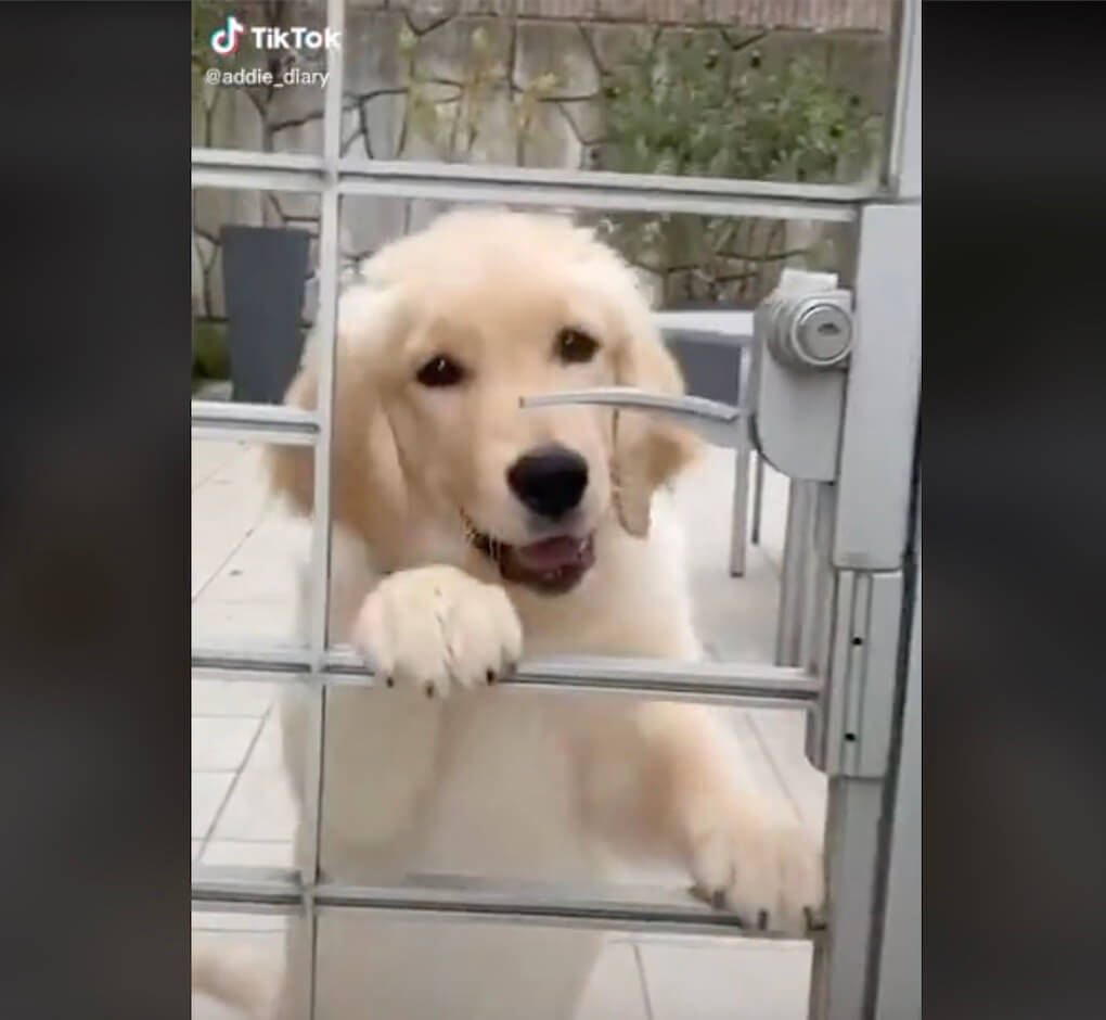 ゴールデンレトリーバー,動画